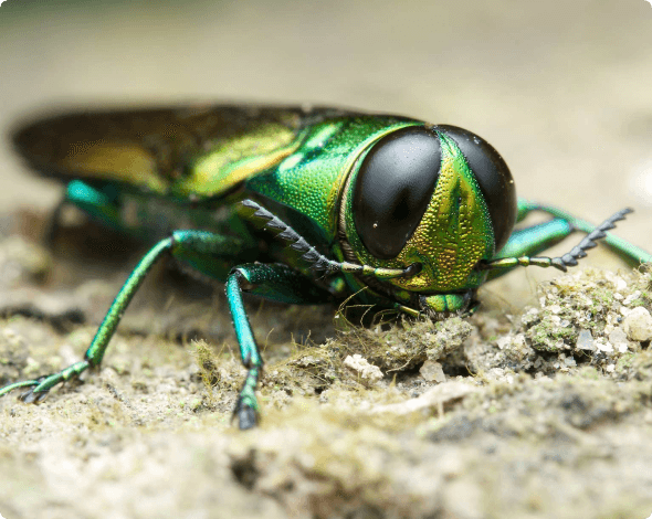 Agrilus planipennis - Emerald ash borer